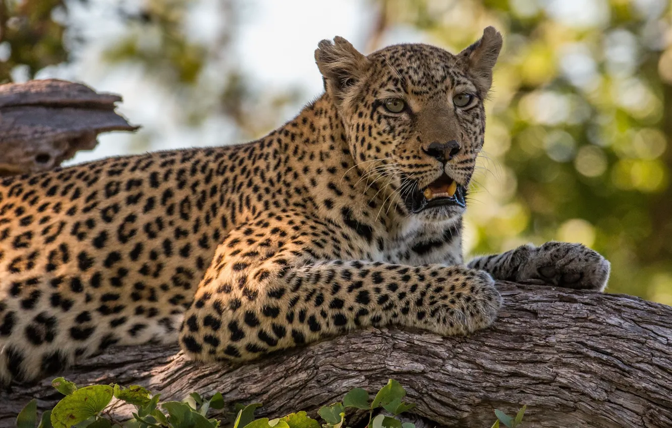 Фото обои морда, отдых, хищник, леопард, лежит, дикая кошка, на дереве