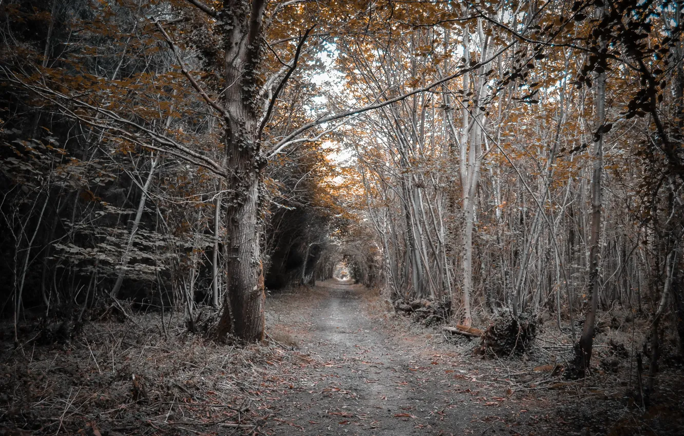 Фото обои дорога, лес, природа