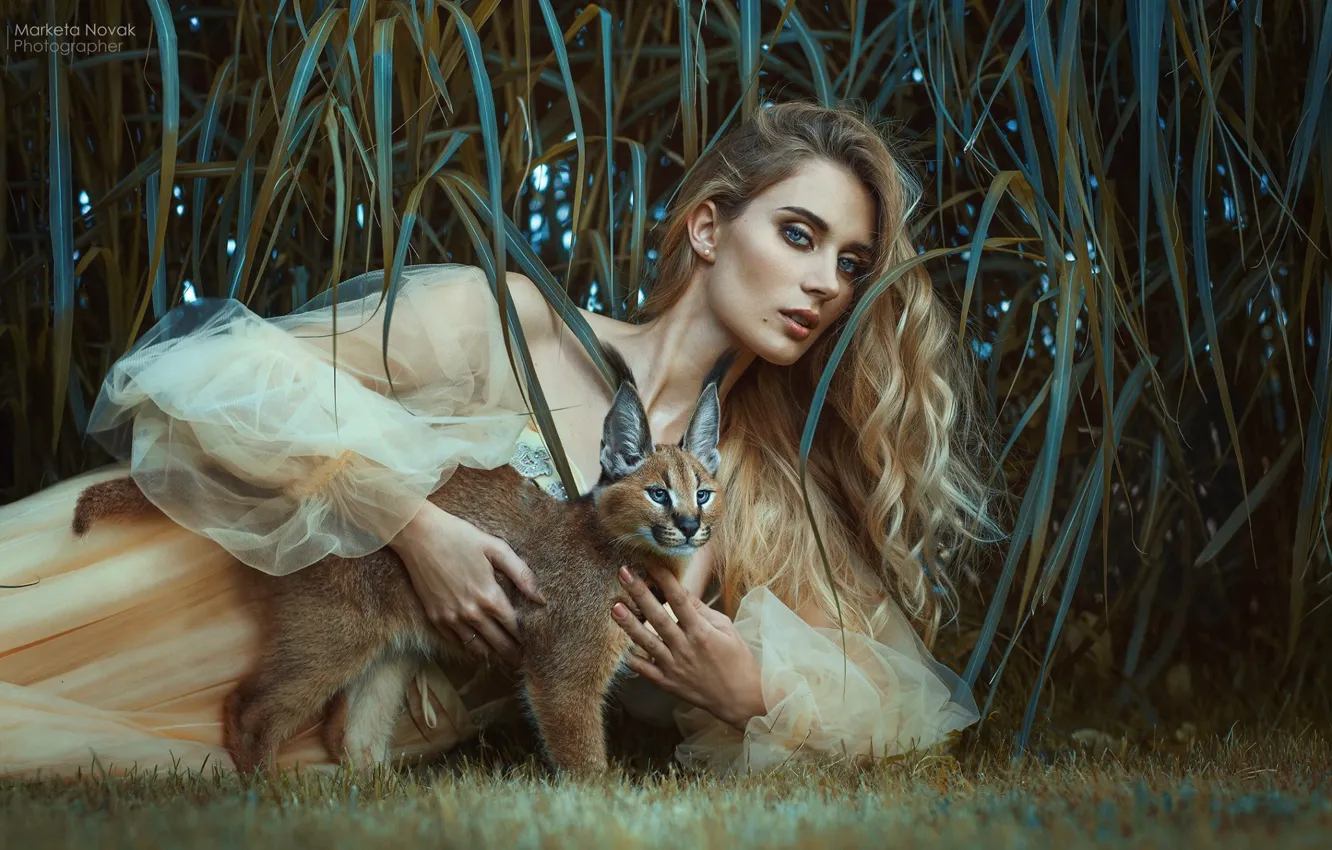 Фото обои трава, взгляд, девушка, поза, волосы, платье, дикая кошка, каракал