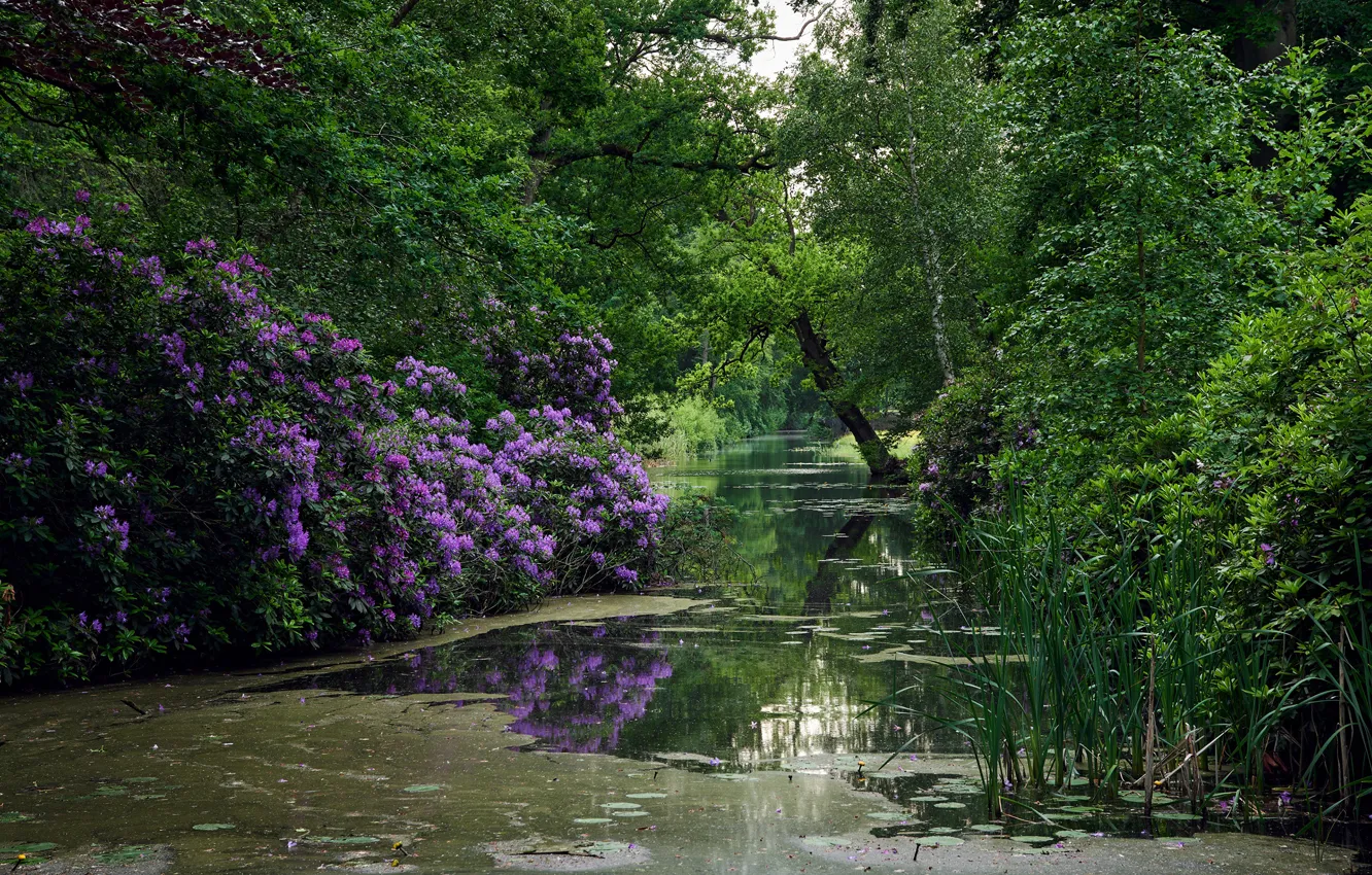 Фото обои зелень, деревья, цветы, пруд, парк, камыши, Нидерланды, кусты