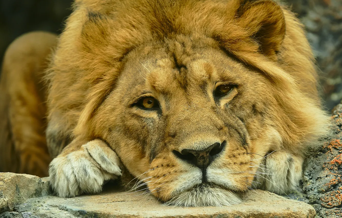 Фото обои взгляд, морда, лев, царь зверей, дикая кошка, Ольга Анисимова