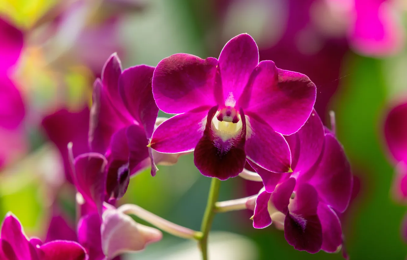 Фото обои природа, орхидея, цветки