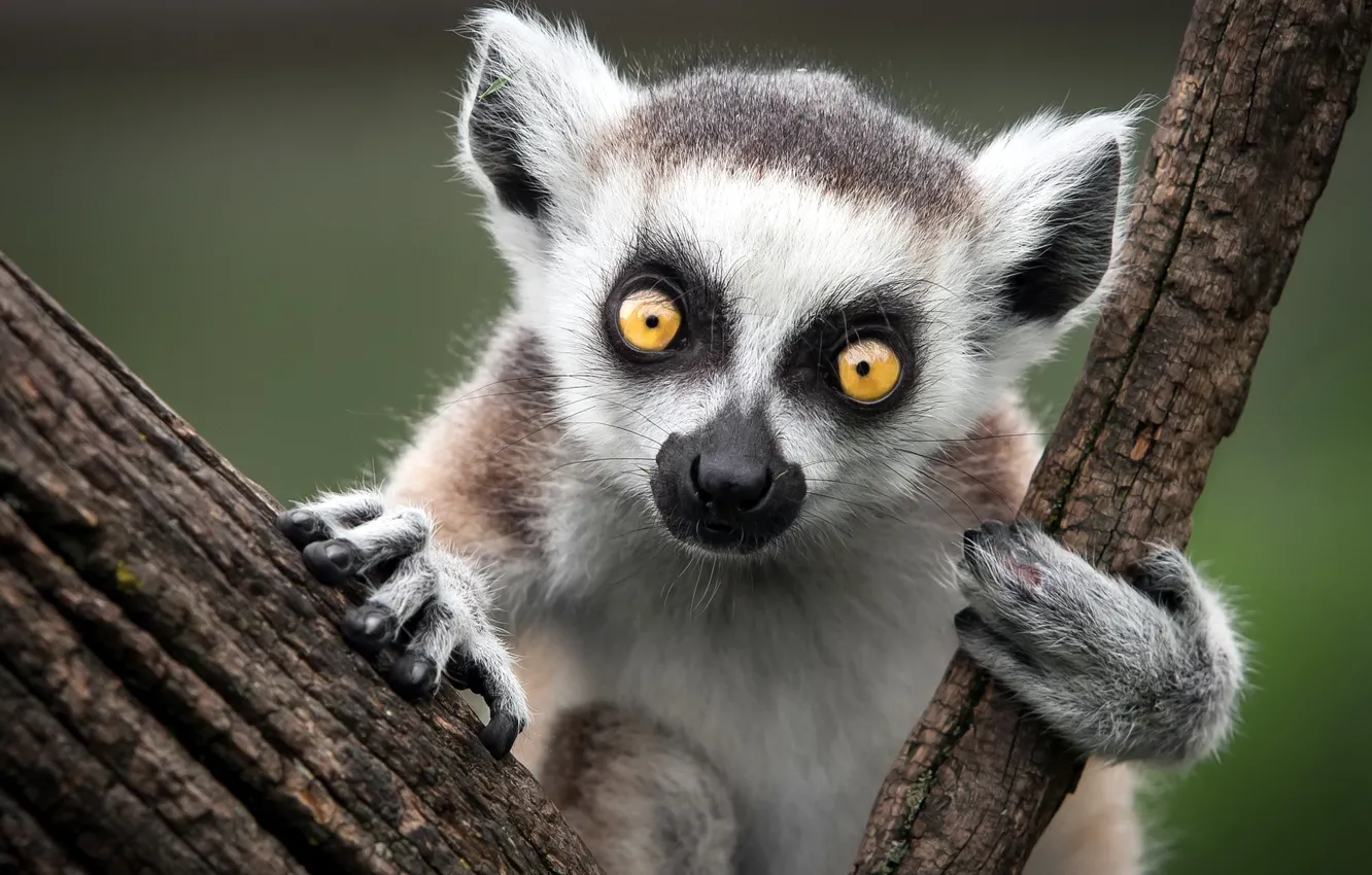 Фото обои природа, обезьяна, Ring-Tailed Lemur