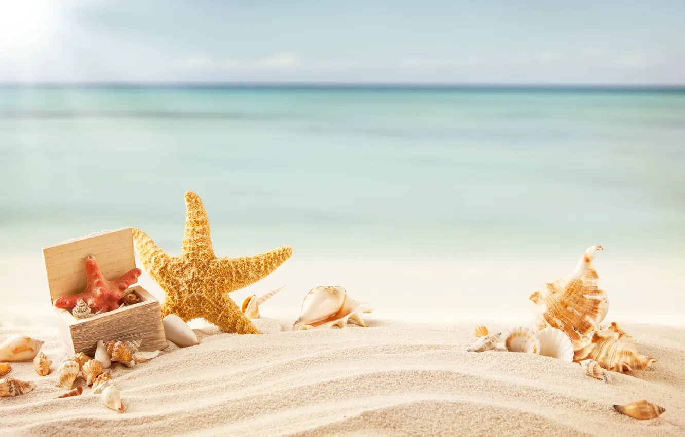 Фото обои песок, море, пляж, тропики, ракушки, морская звезда