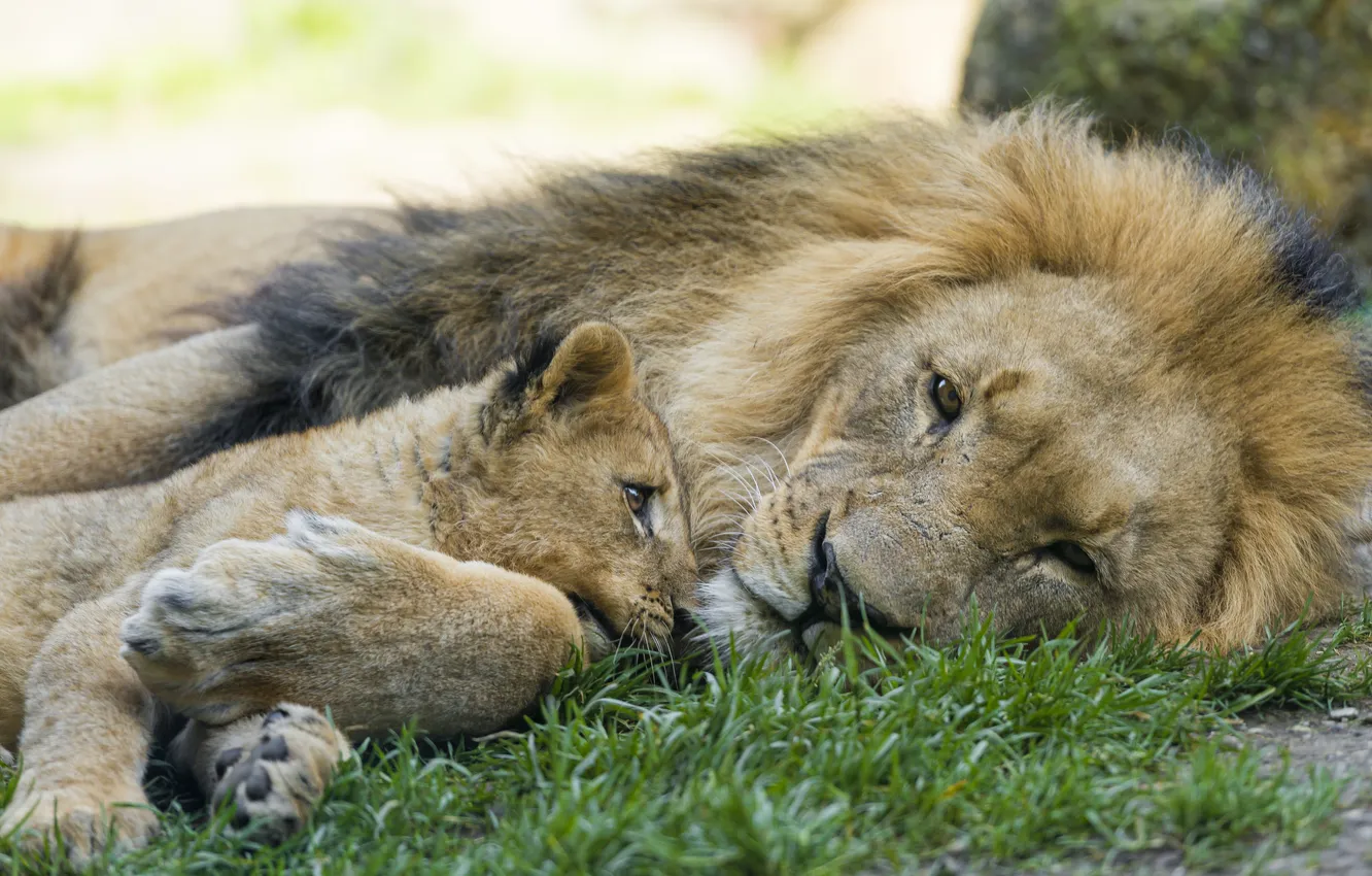 Фото обои кошка, трава, отдых, лев, детёныш, котёнок, львёнок, ©Tambako The Jaguar