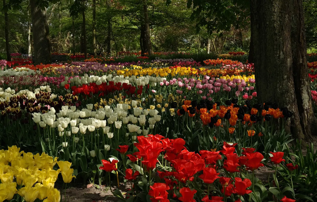 Фото обои деревья, цветы, парк, тюльпаны, клумба