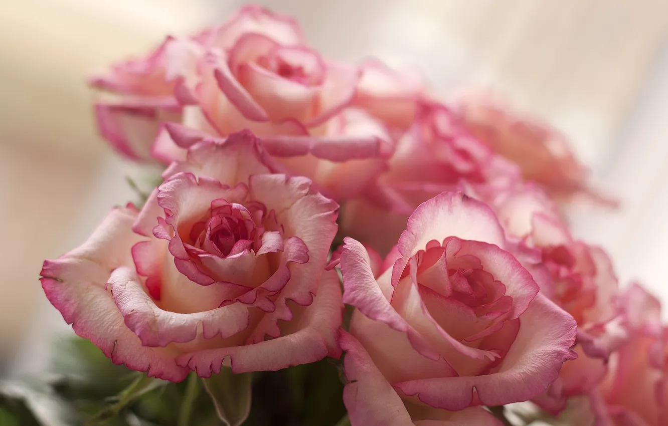 Фото обои цветы, розы, лепестки