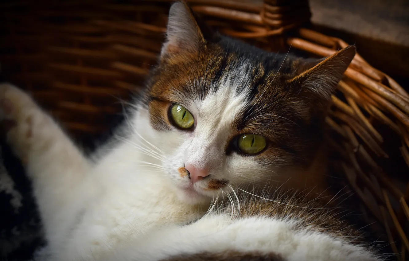 Фото обои кошка, кот, морда, портрет, лежит, корзинка, зеленые глаза, пятнистая