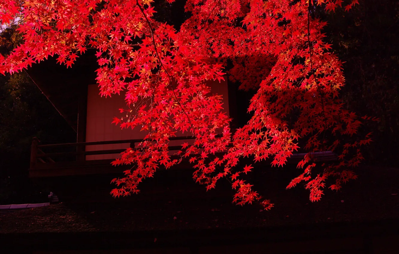 Фото обои осень, ветка, красные листья