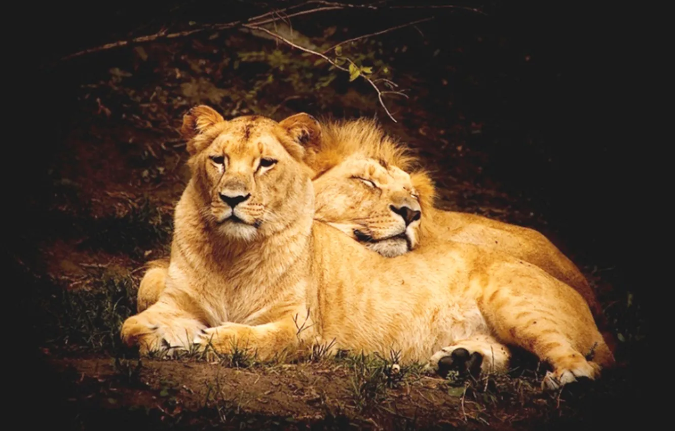 Фото обои animals, wildlife, Lions, big cat