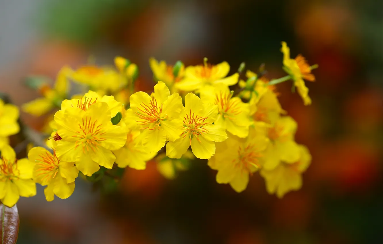 Фото обои yellow, blossom, flowers, Macro