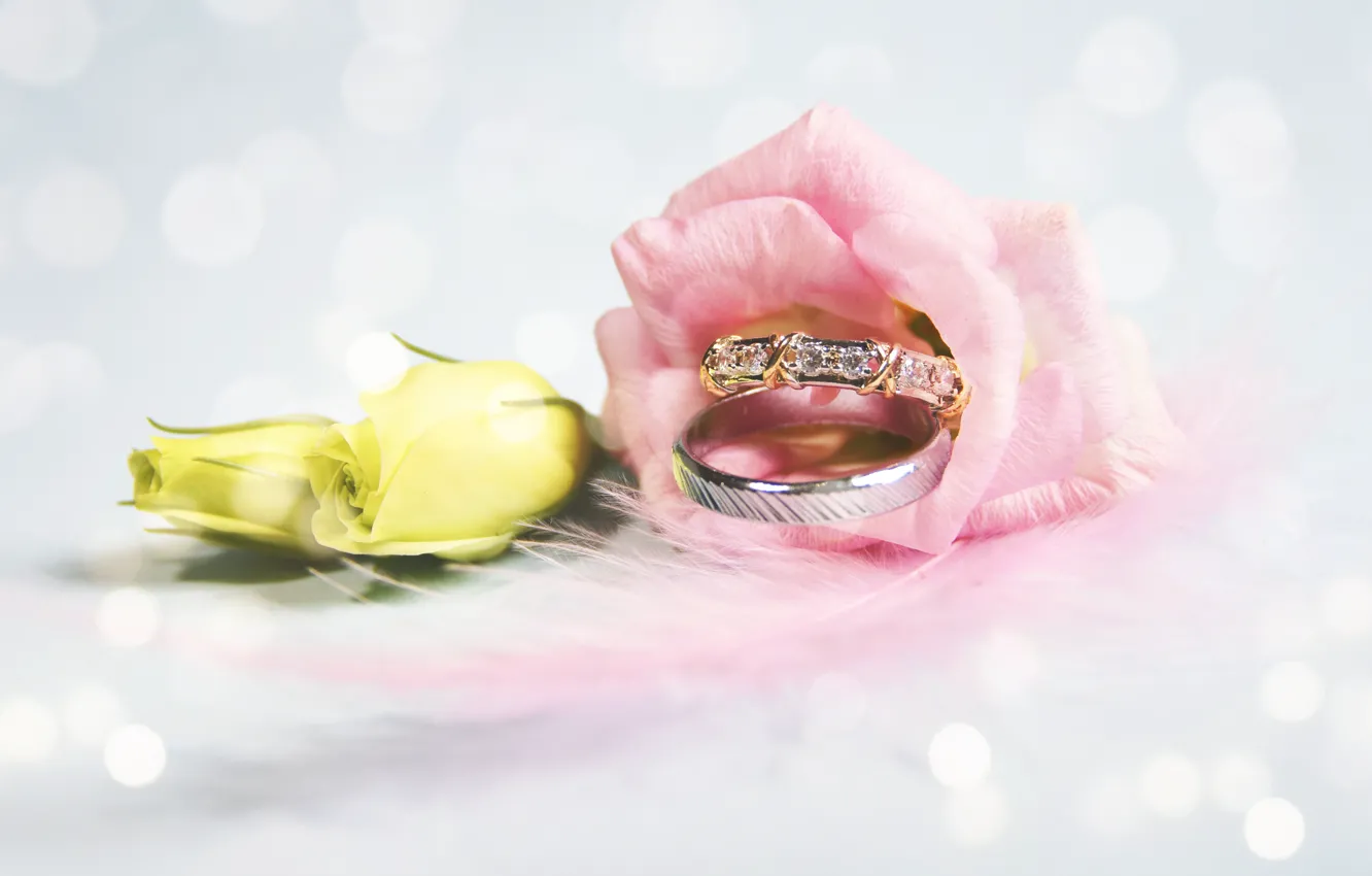 Фото обои цветок, Обручальные кольца, свадьба