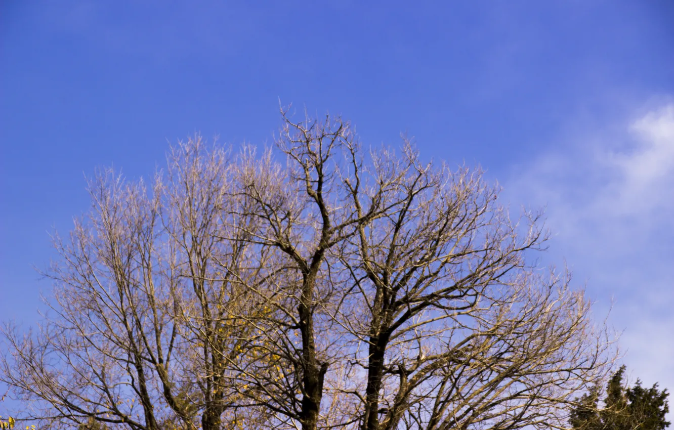 Фото обои green, sky, trees, nature, blue, cloud, high, green tree