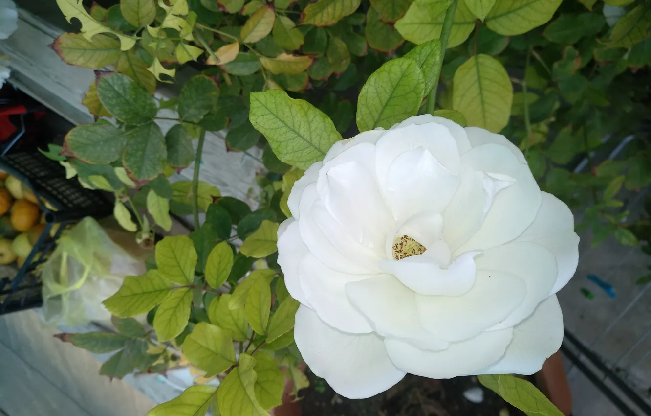 Фото обои Роза, Rose, Белая роза, White rose