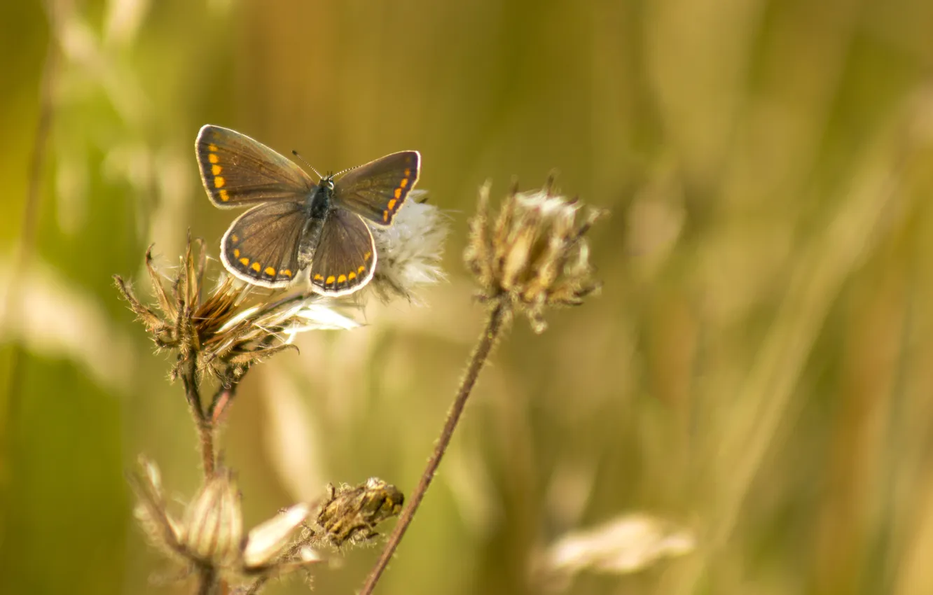 Фото обои лето, трава, макро, природа, фон, обои, бабочка, крылья