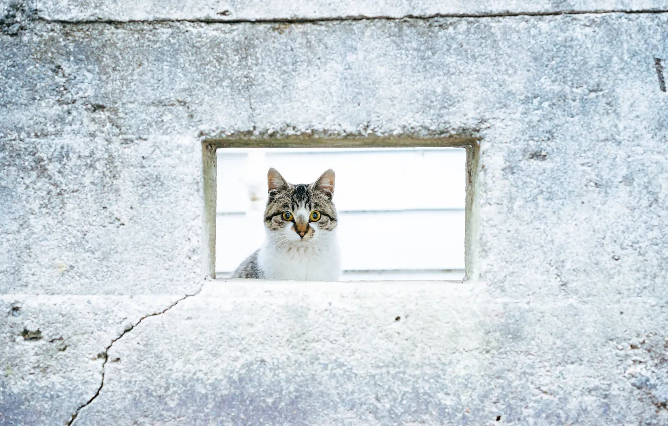 Фото обои кот, взгляд, стена, кошак, котяра