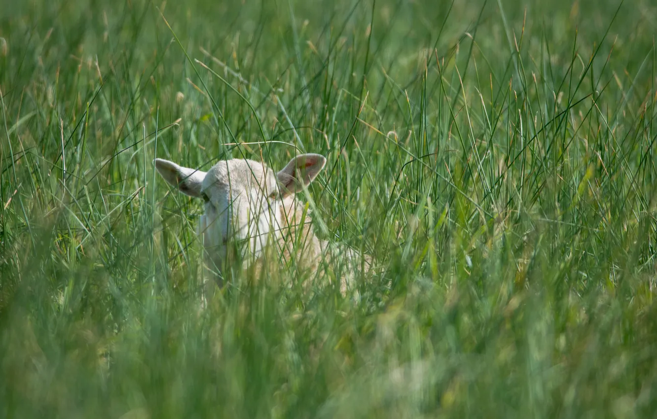 Фото обои трава, морда, луг, уши, овца