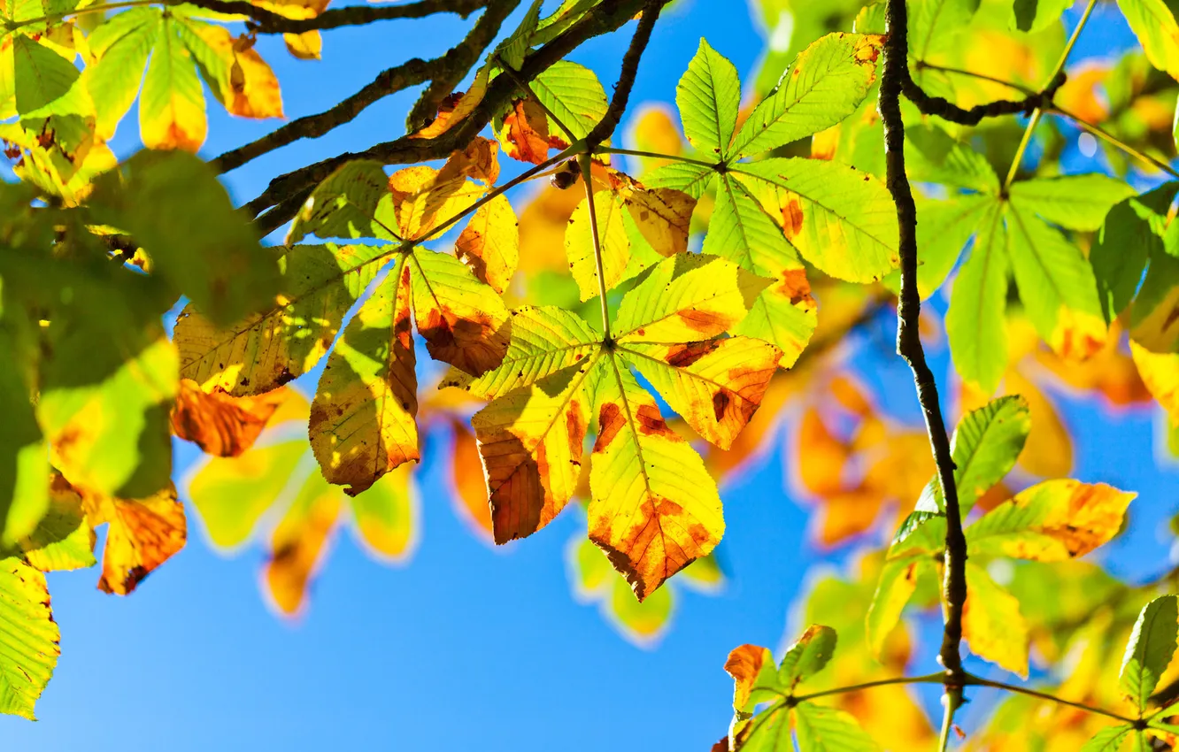 Фото обои небо, свет, ветки, дерево, листва, Осень