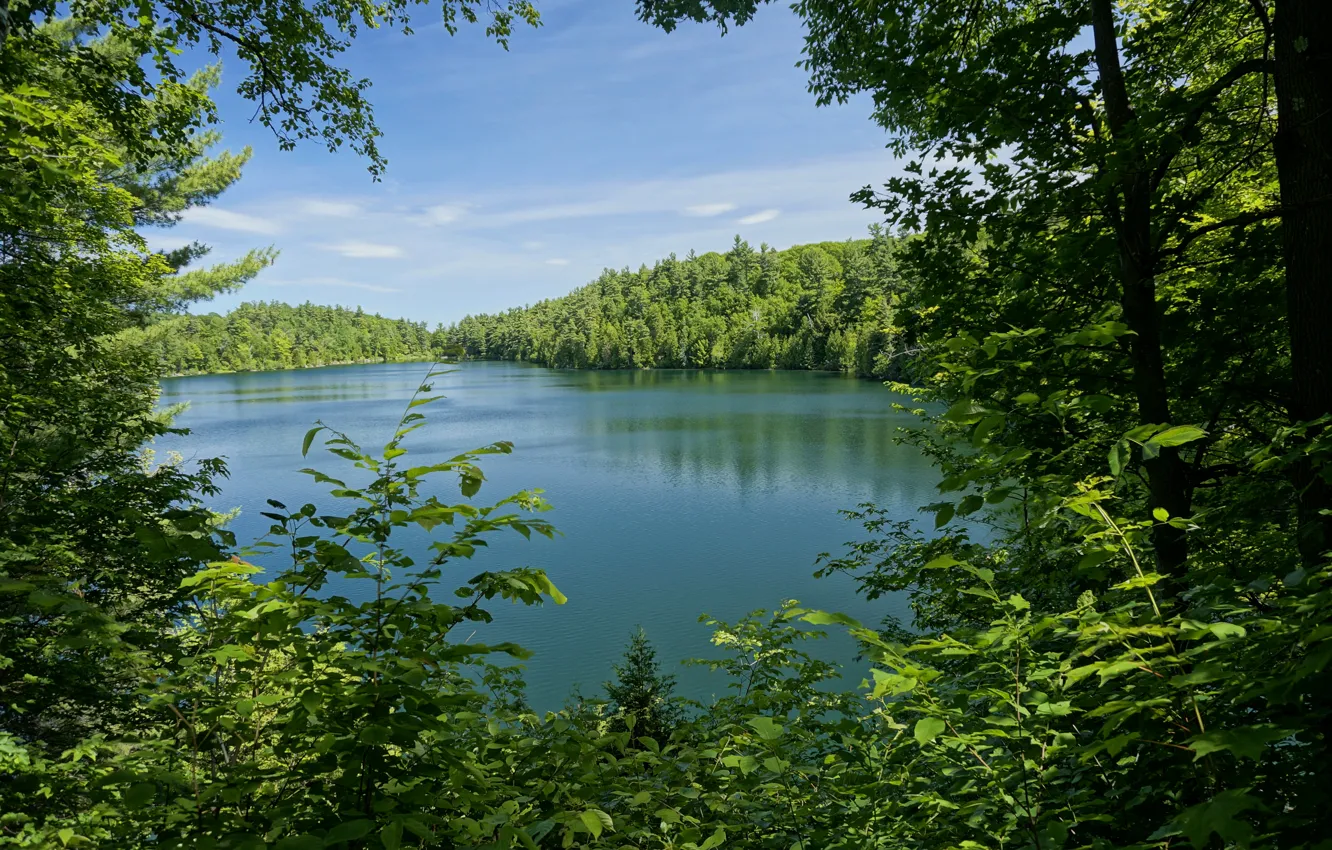 Фото обои зелень, лес, листья, деревья, ветки, озеро, парк, Канада
