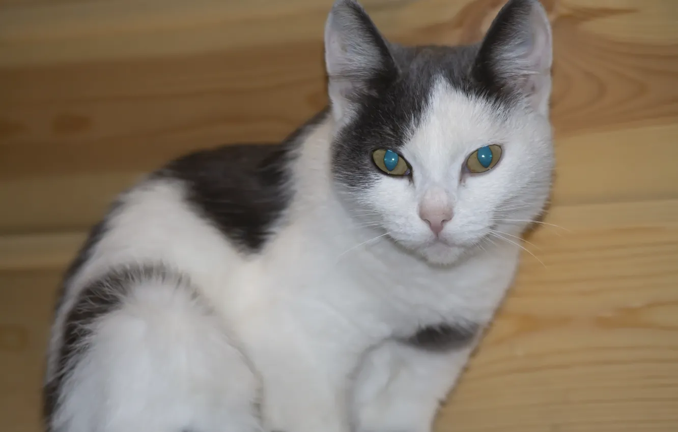 Фото обои кошки, кошечки, котяры