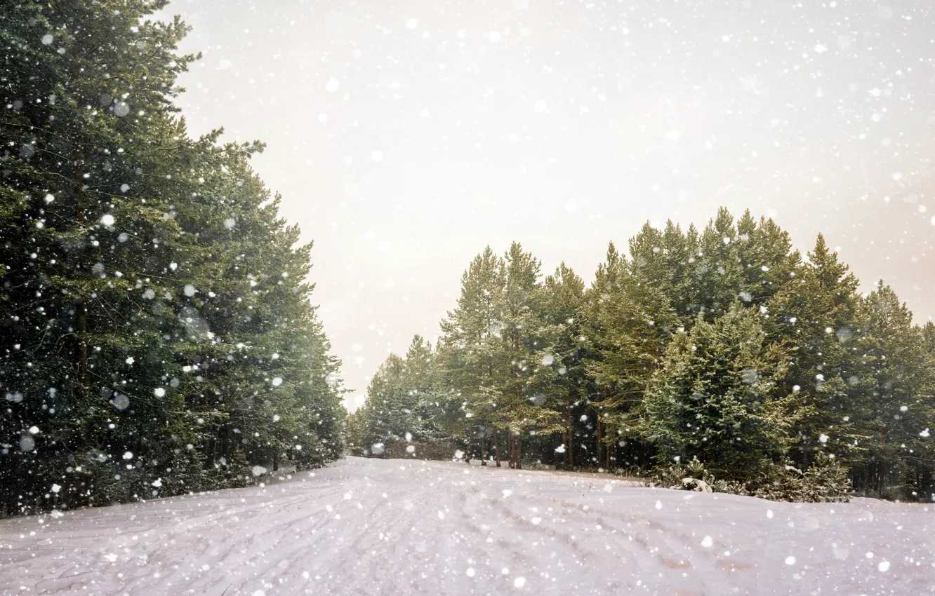 Фото обои зима, дорога, лес, снег, деревья, снежинки
