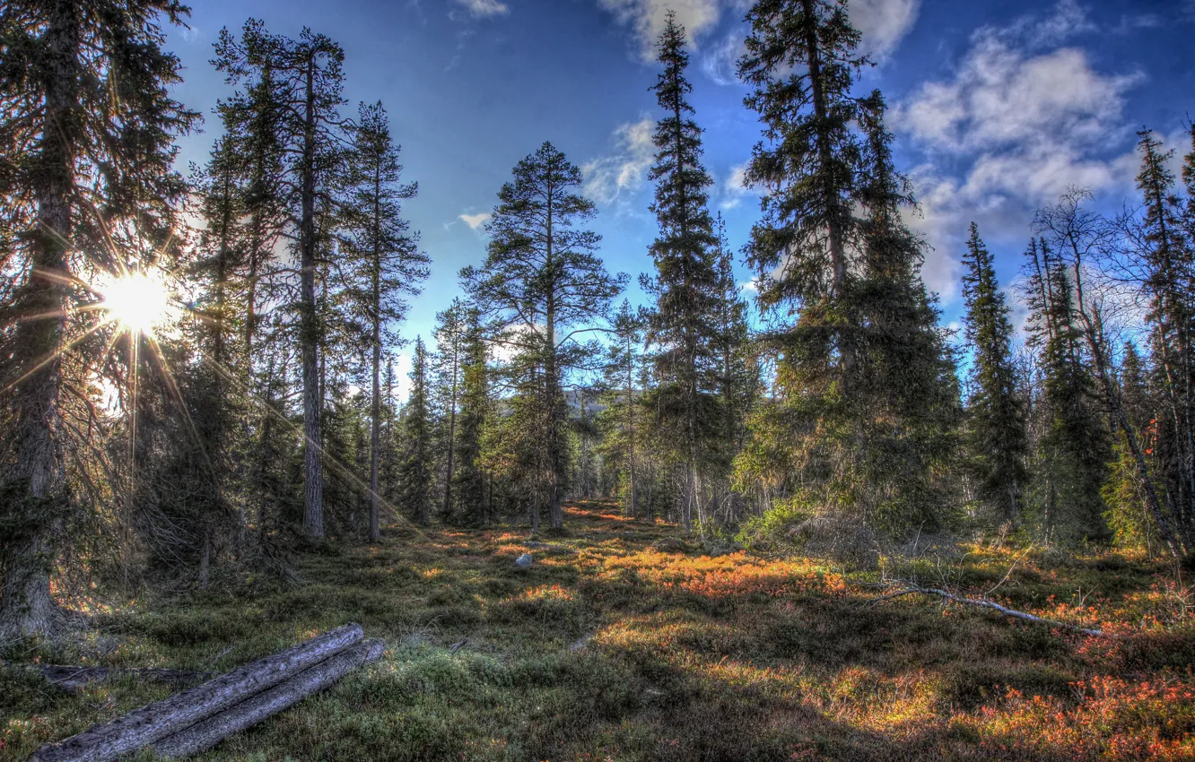 Фото обои лес, солнце, деревья, природа, HDR, ели