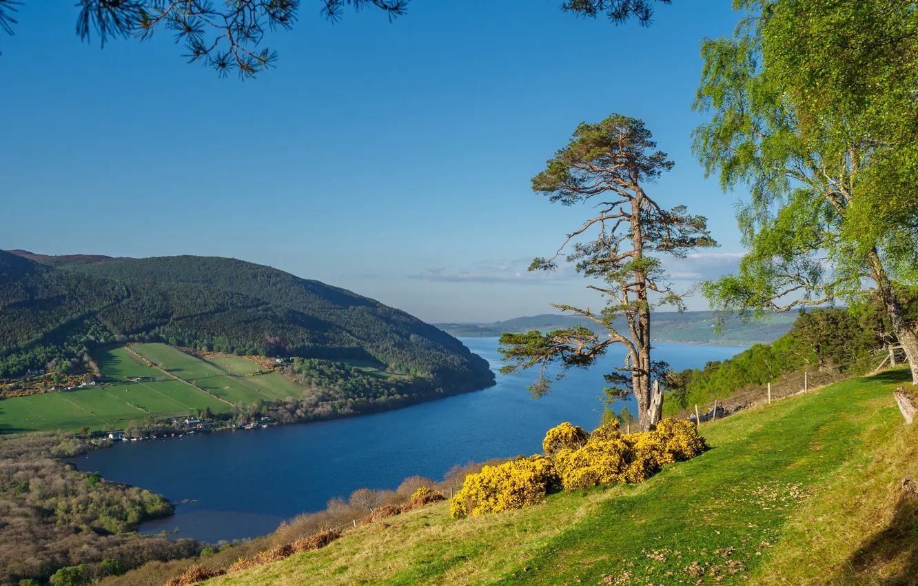 Фото обои деревья, озеро, холмы, склон, Шотландия, Scotland, Scottish Highlands, Loch Ness