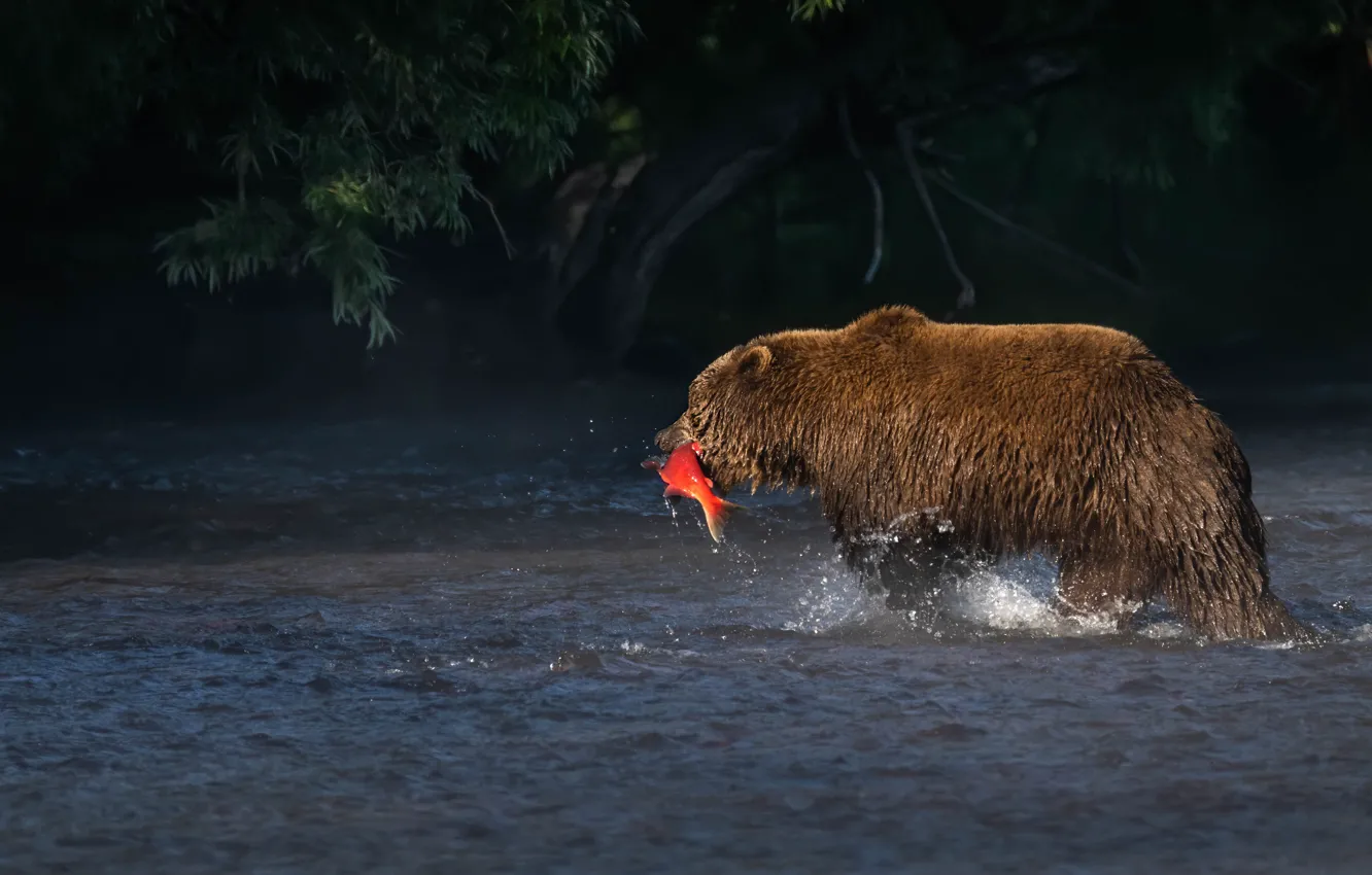 Фото обои рыбалка, рыба, медведь, водоем, добыча