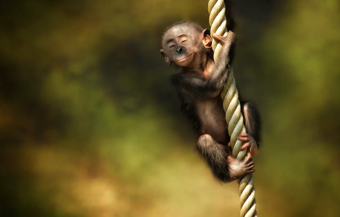 Фото обои обезьяна, канат, детёныш
