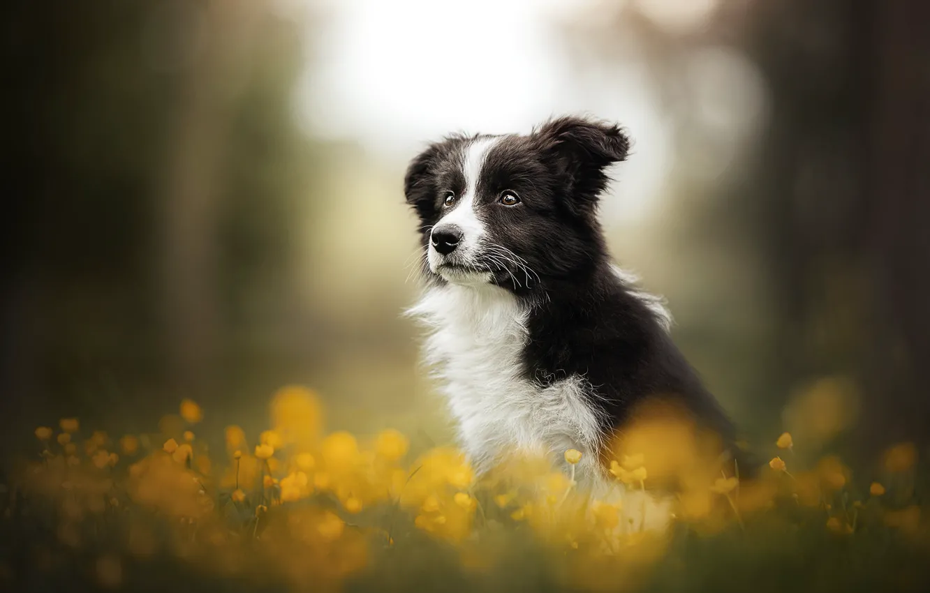 Фото обои цветы, собака, щенок, боке