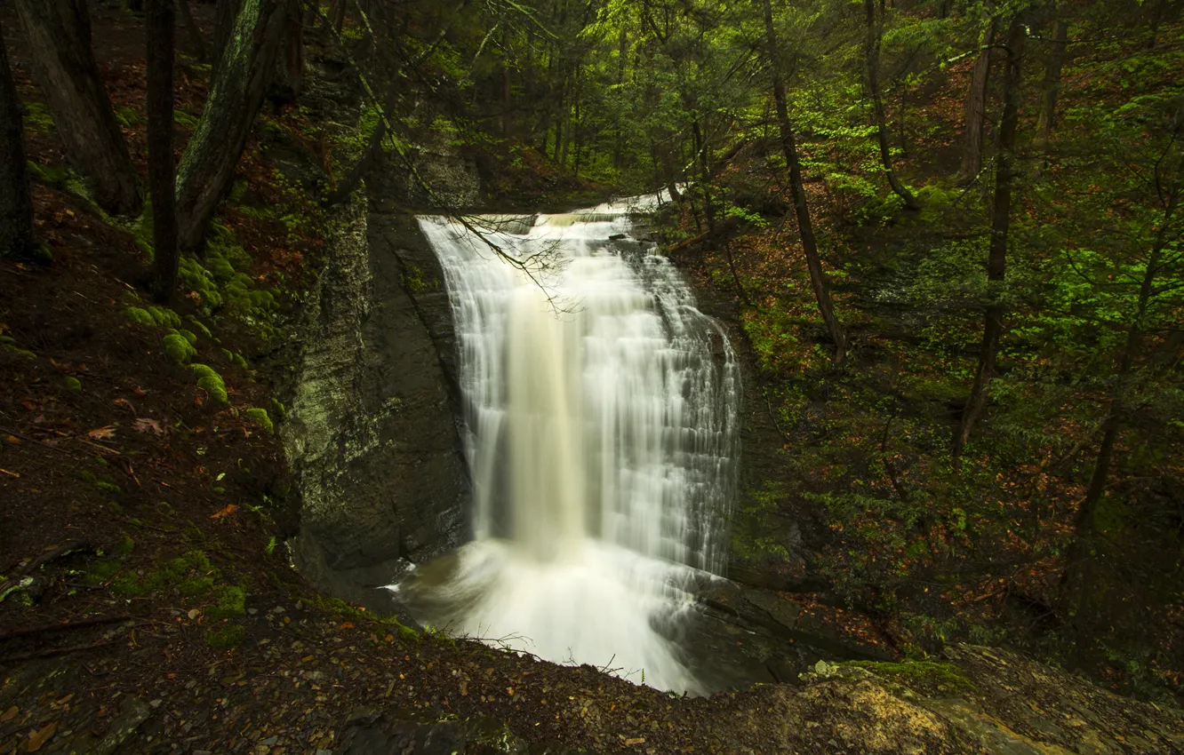 Фото обои лес, деревья, камни, водопад