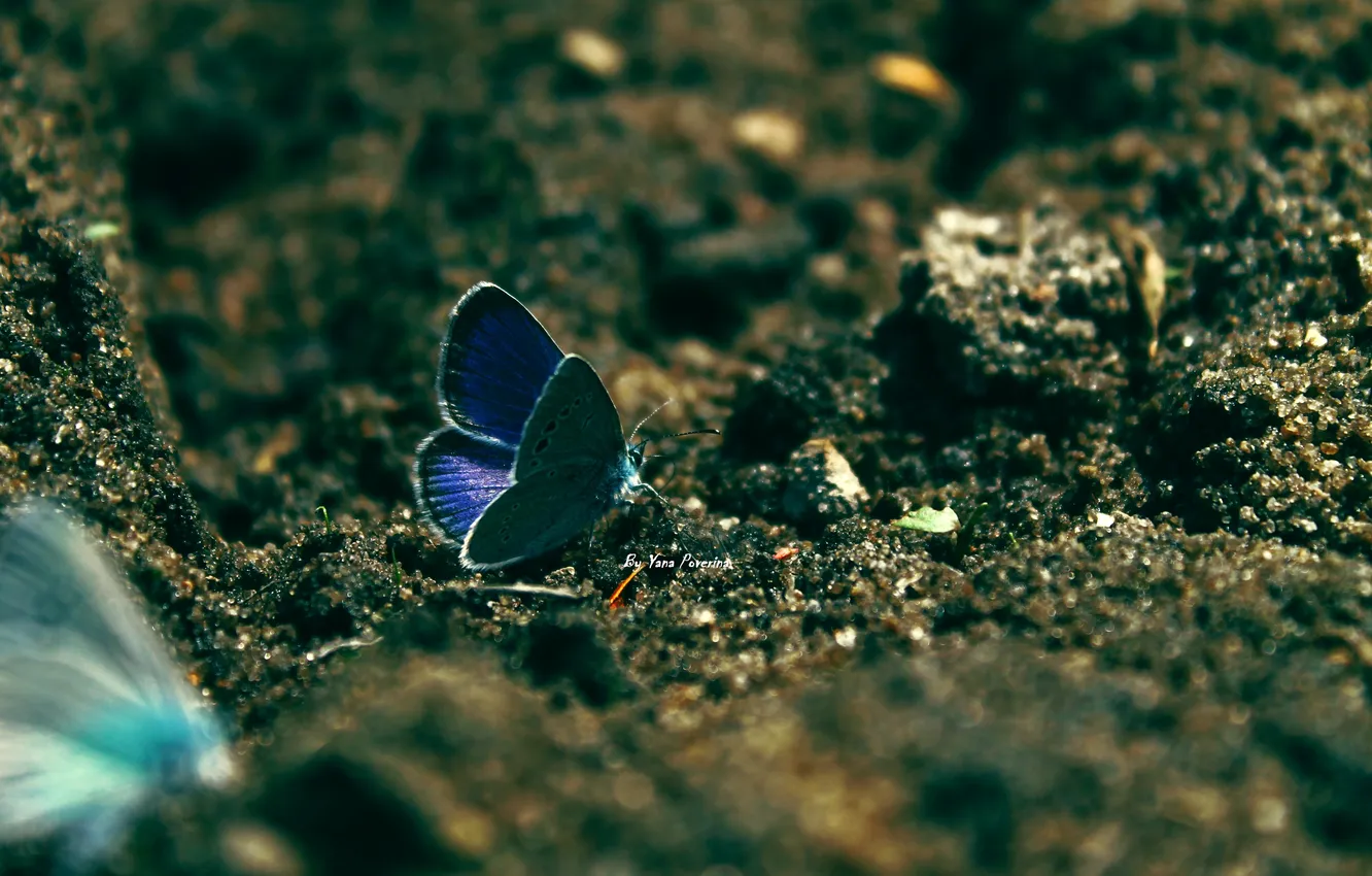 Фото обои песок, бабочка, голубая