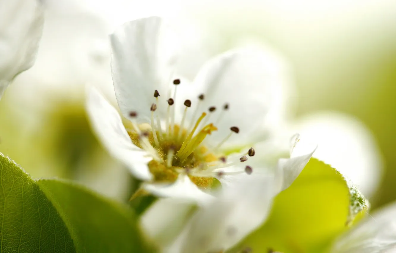 Фото обои белый, цветок, макро, лепестки, тычинки, яблоня