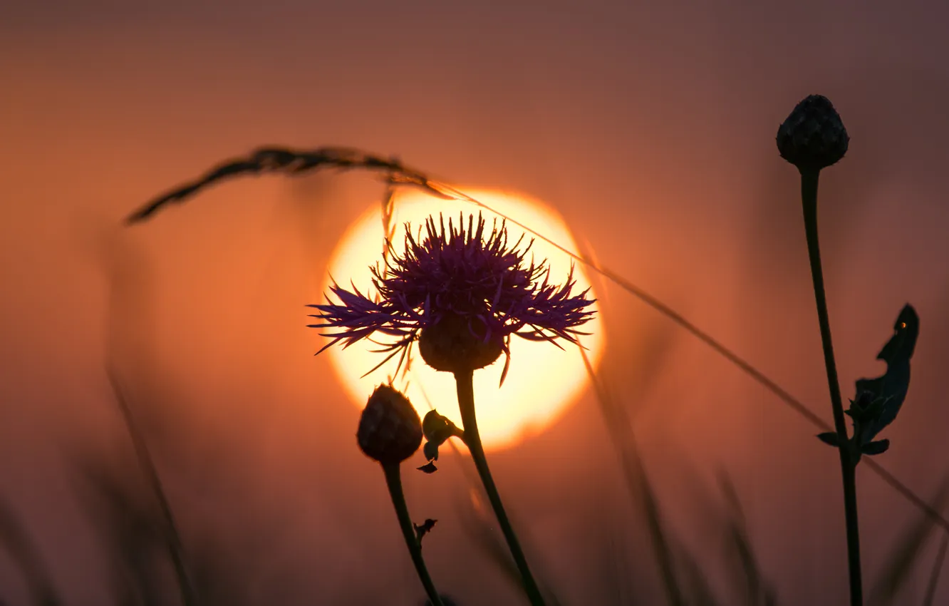 Фото обои цветок, небо, солнце, закат, растение, силуэт, сорняк