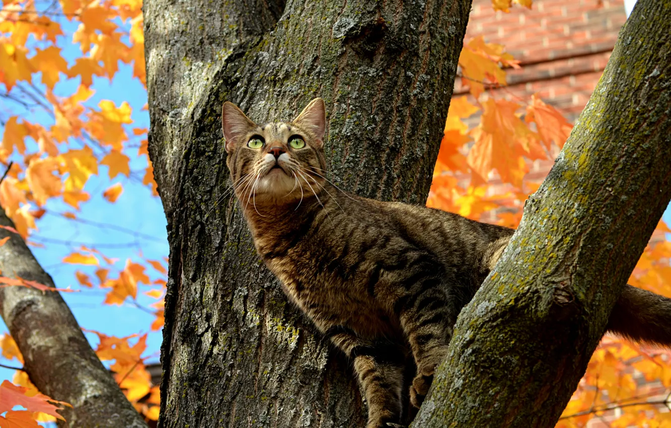 Фото обои Дерево, Кошка, Осень, Fall, Tree, Autumn, Cat