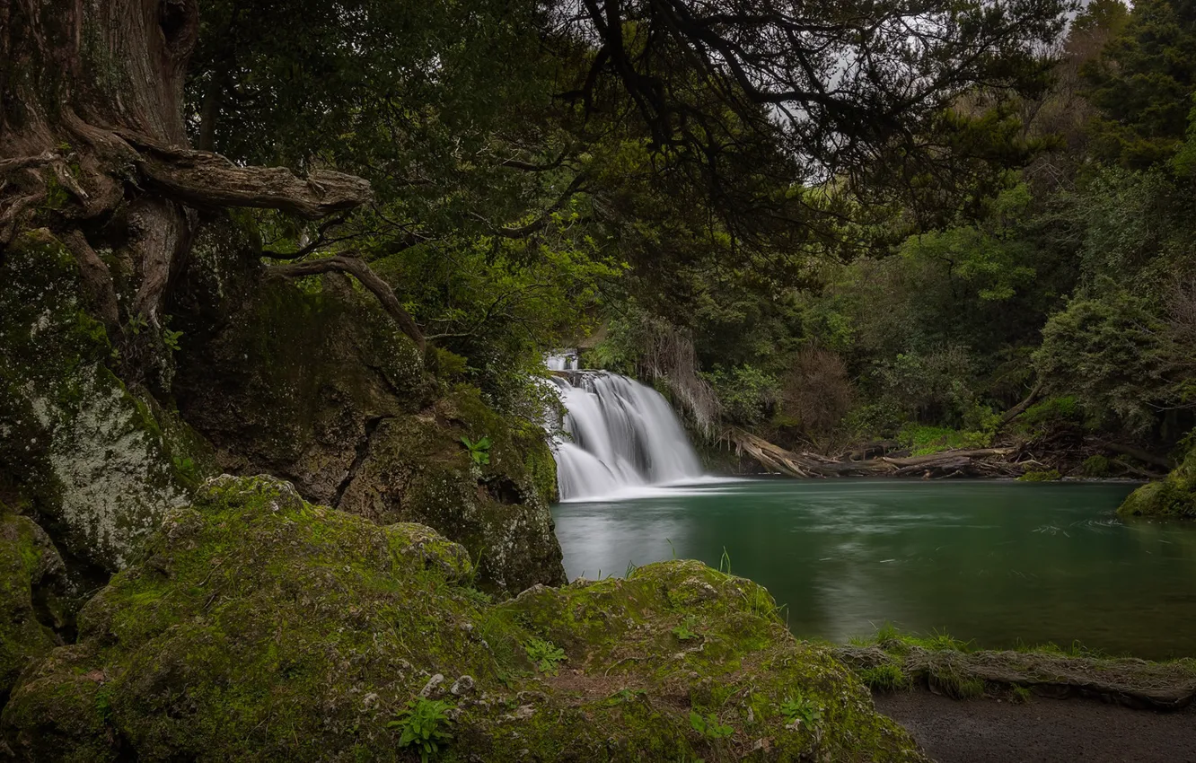 Фото обои лес, река, водопад, New Zealand, Hawke's Bay, Река Маратотара, Хокс-Бей, Maraetotara River