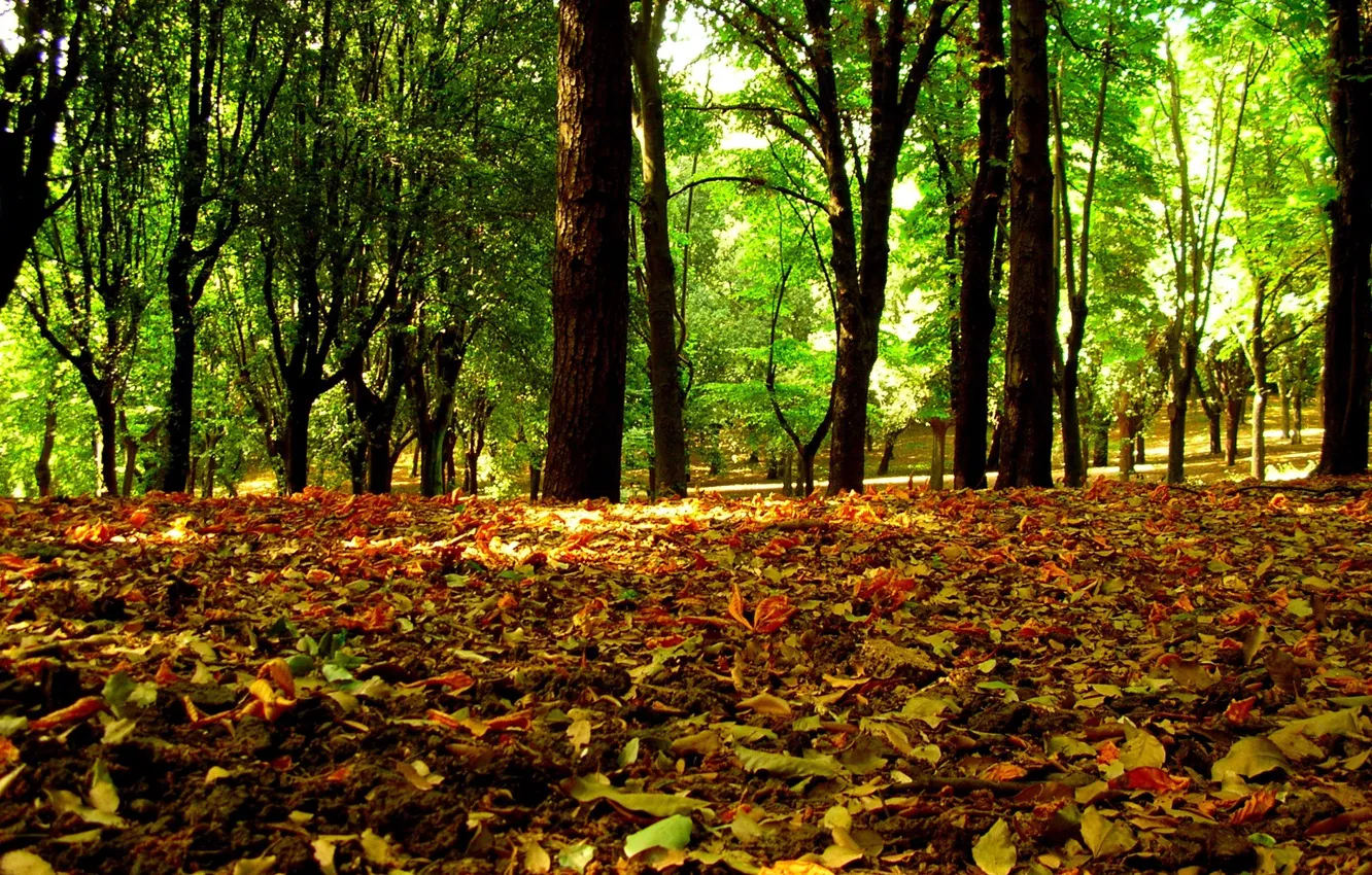 Фото обои лес, листья, деревья, Осень