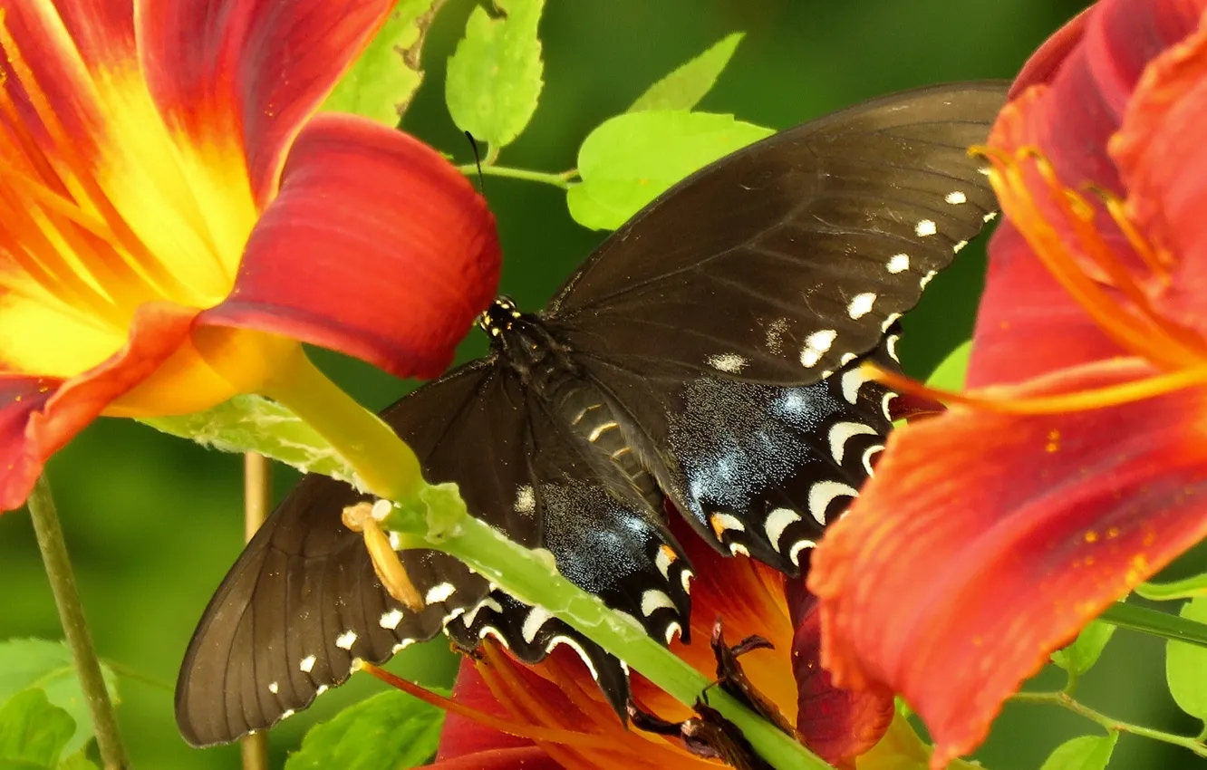 Фото обои макро, цветы, бабочка, лилии, Парусник главк