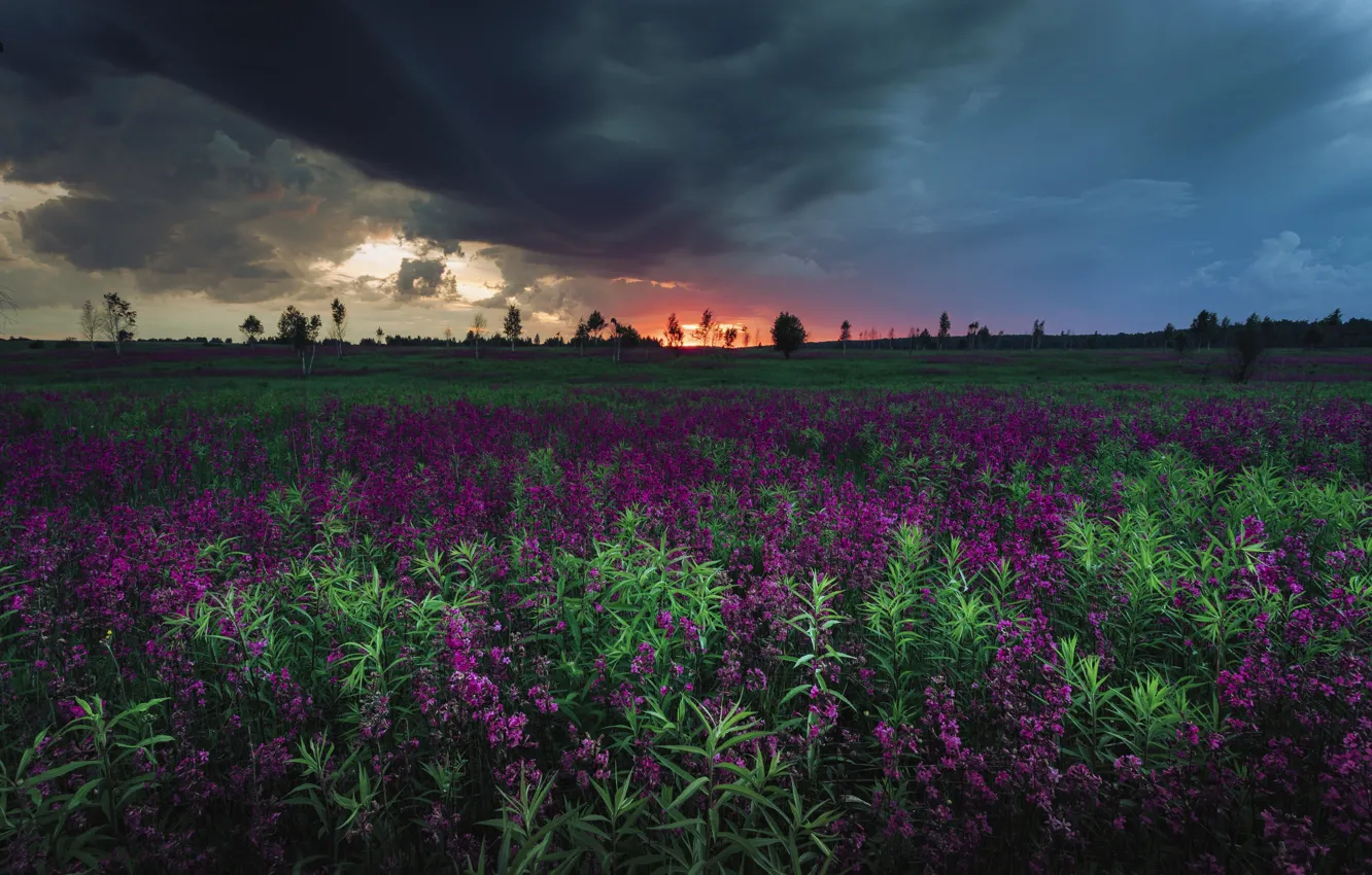 Фото обои поле, пейзаж, закат, тучи, природа, травы, Николай Брытков