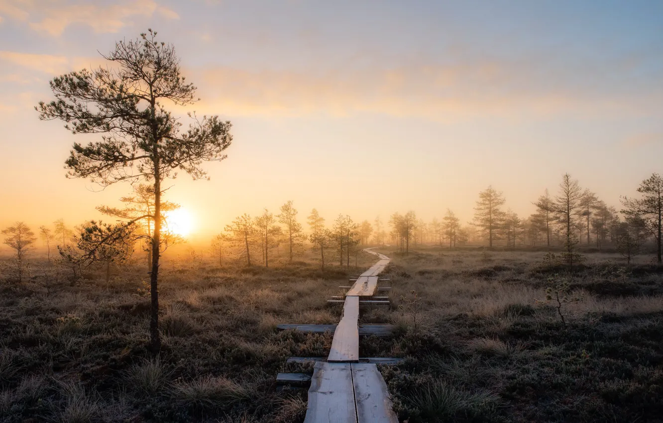 Фото обои осень, туман, вечер