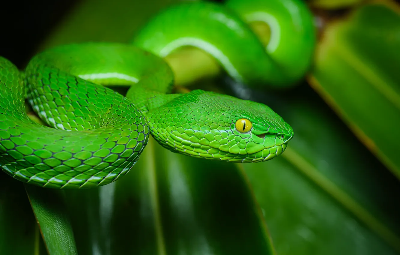 Фото обои природа, змея, чёрный фон, зелёная