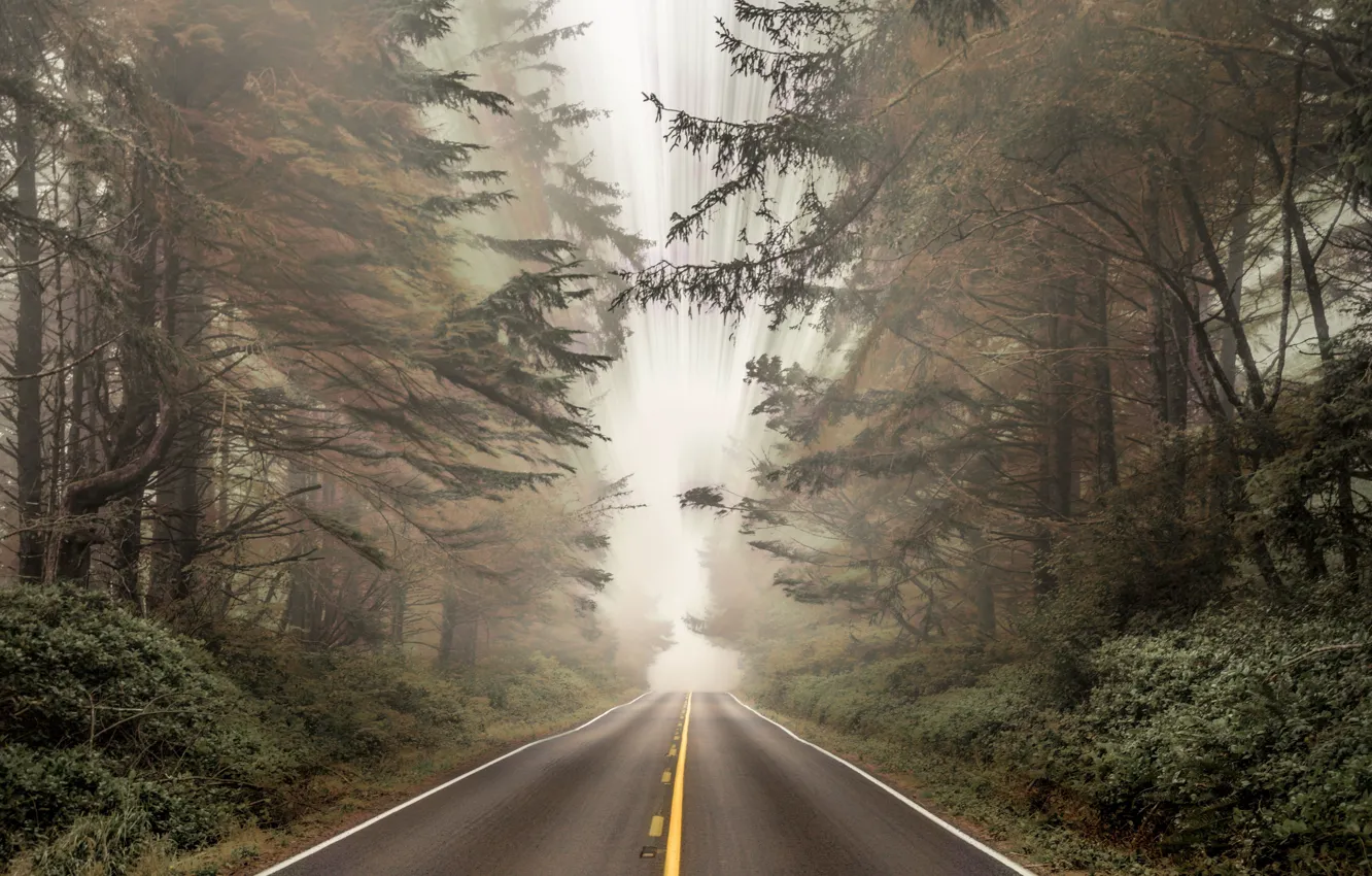 Фото обои forest, road, landscapes, fog, bushes, blur, asphalt, distortion