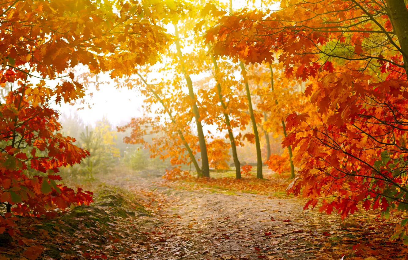 Фото обои осень, лес, листья, деревья, forest, autumn, leaves