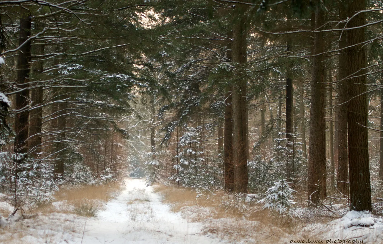 Фото обои зима, дорога, лес, снег, сосны, Dewollewei