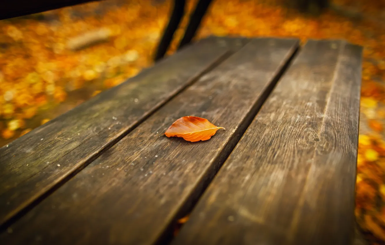 Фото обои осень, лист, скамья