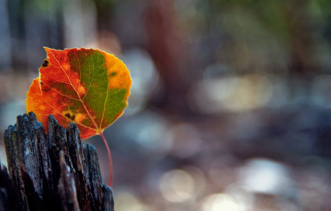 Фото обои осень, макро, лист, блики, боке