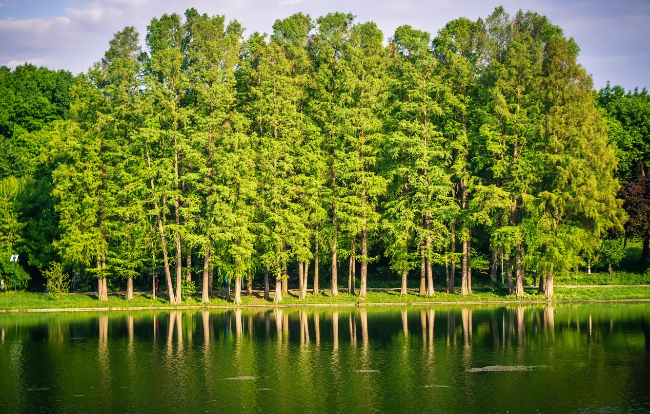 Фото обои вода, деревья, пейзаж, пруд, парк