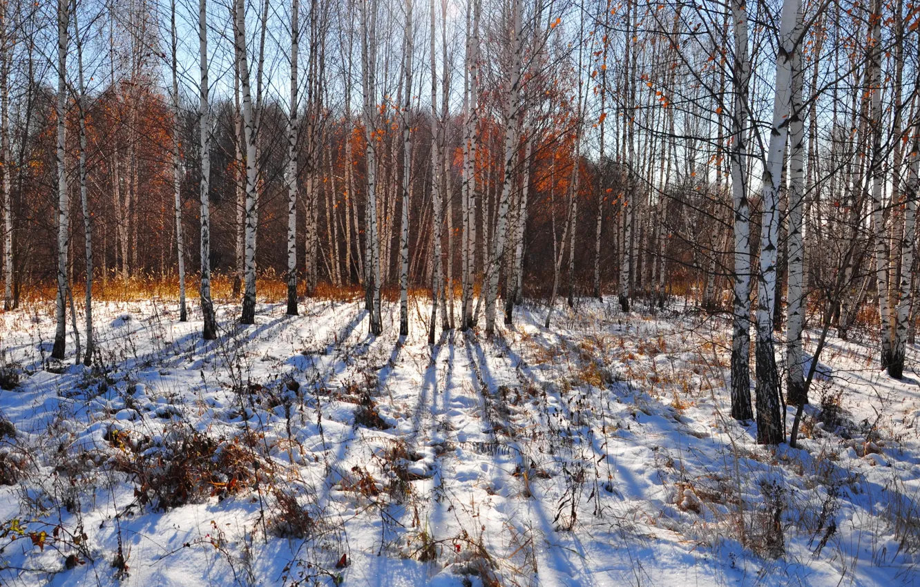 Фото обои осень, снег, природа, берёзы