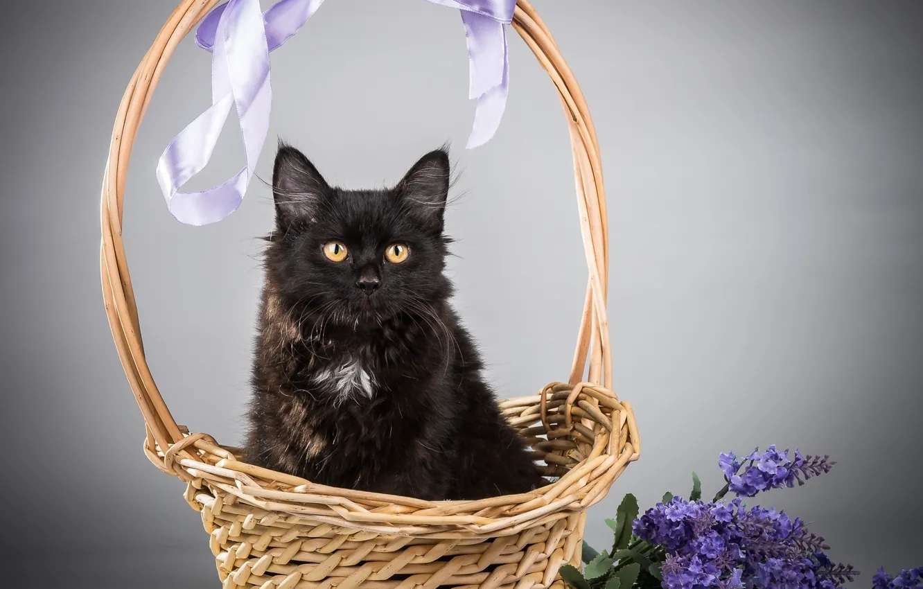 Фото обои кошка, кот, цветы, корзина, черный