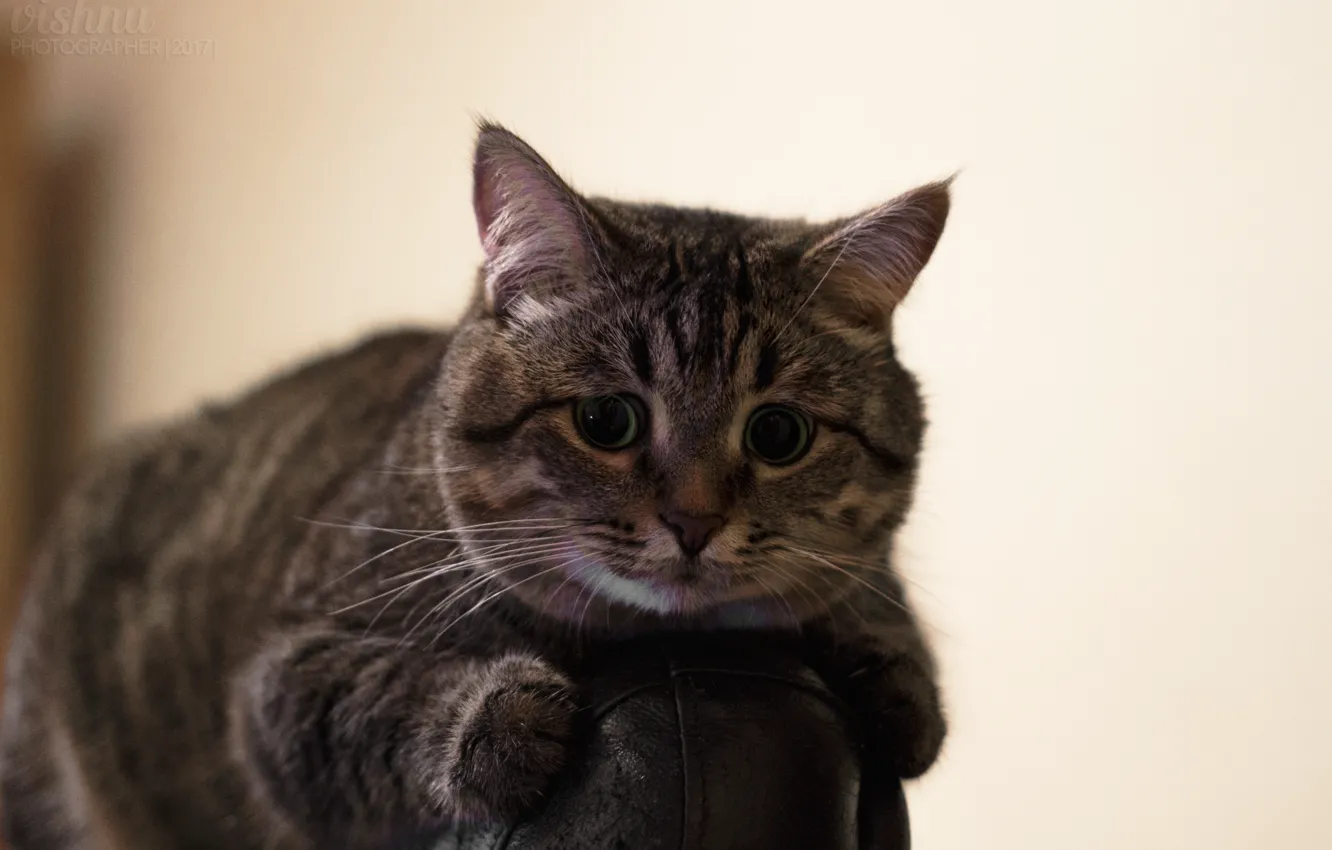 Фото обои кот, взгляд, комната, котик, кресло, пушистый, котэ, метис